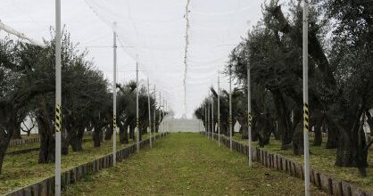 Reportage Sul Tap: A Masseria Del Capitano Dove Si Curano Gli Ulivi