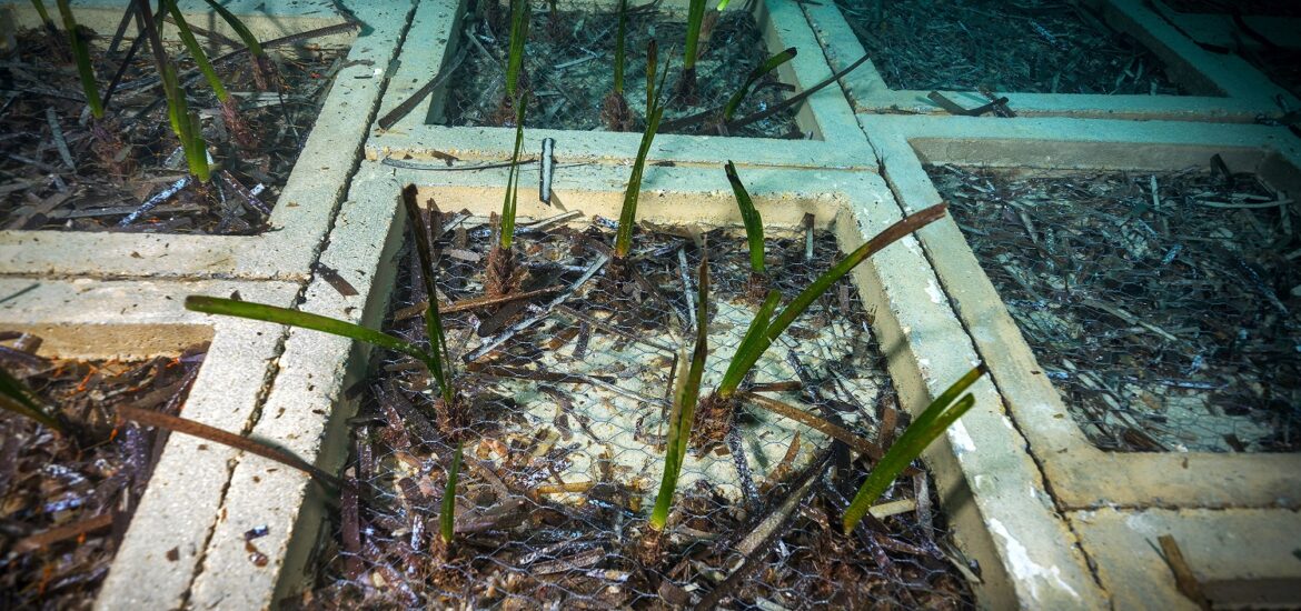 Tutte Le Iniziative Di Terna A Tutela Dell'ecosistema Marino Nella Posa Dei Cavi