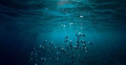 oceani