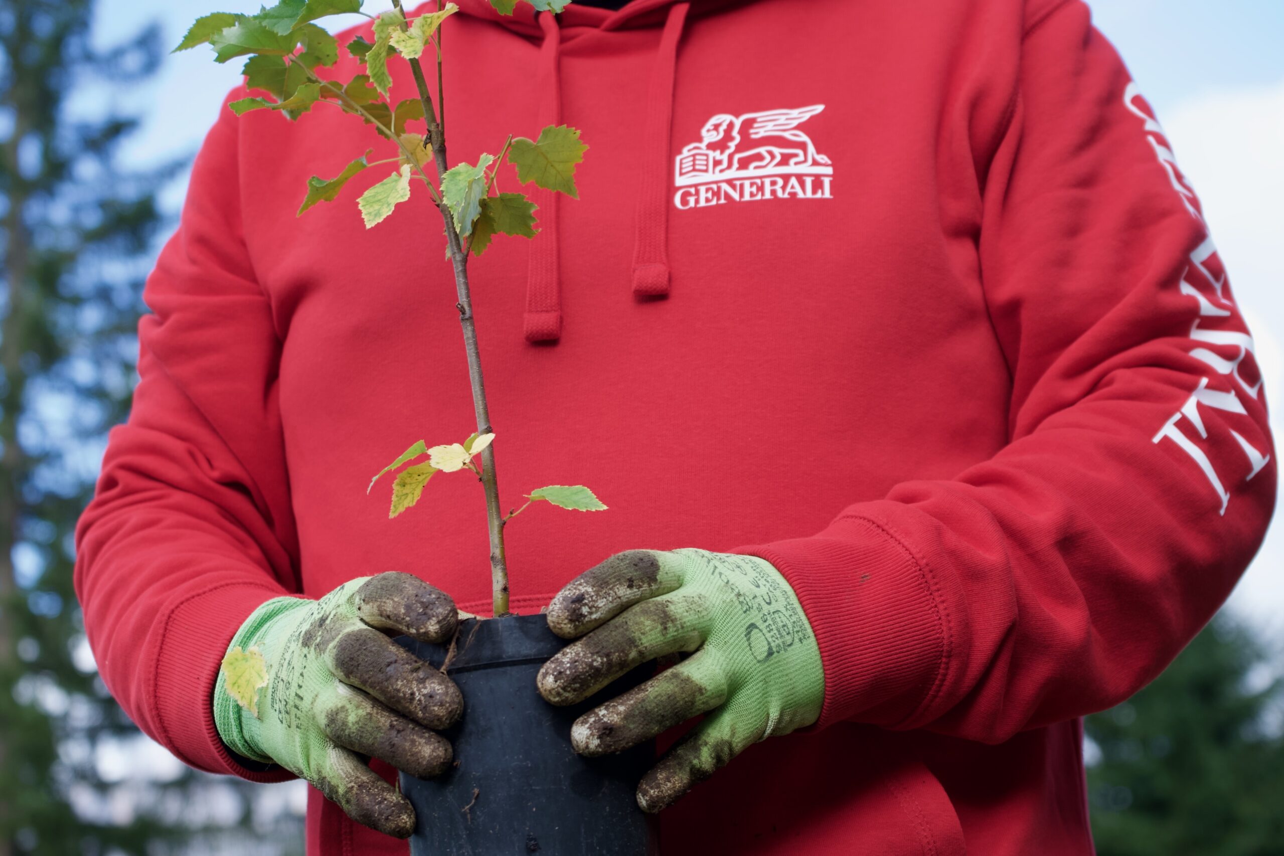 Il progetto “Un albero per Azionista” di Generali continua a favore della riforestazione